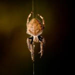 Spiders 2008-01-20 19:49:58